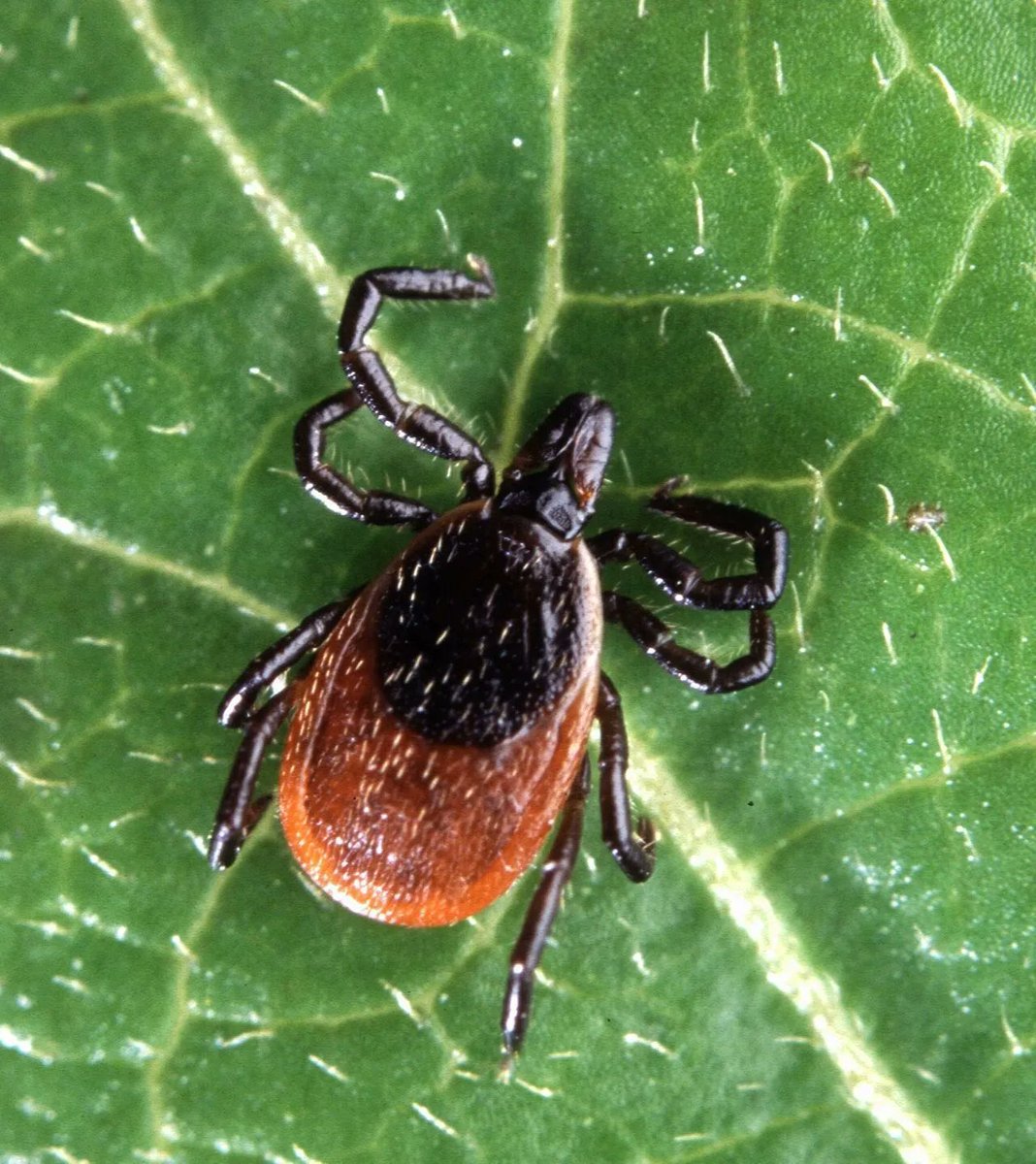 cottagelife's tweet image. Tick season is here—time to get prepped!
buff.ly/3lOuJR6
#CottageLife #tick #blackleggedticks #tickseason #safety #Lymedisease