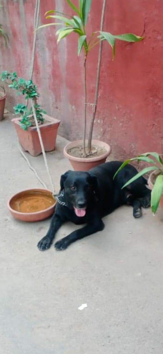 nagarkoti's tweet photo. #Chandigarh 

Black Labrador found roaming in Sector 20/21. At present in Sector 19 Police Station. Kindly forward So that it reaches Home. Thanks n Regards

Message from Facebook wall of Chandigarh Police Inspector Neeraj Sarna👇 https://t.co/WzoEkDV2U4