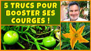 theviotmartial's tweet photo. 5 trucs pour booster les cucurbitacées (#courges, #potirons): 2 types de #paillage successifs (fumier, puis gazon), amendements et fertilisation, enracinement aux noeuds, taille (oui ou non ?), #semis décalés https://t.co/nRCGatGaoh https://t.co/kiaxHkX0Fq