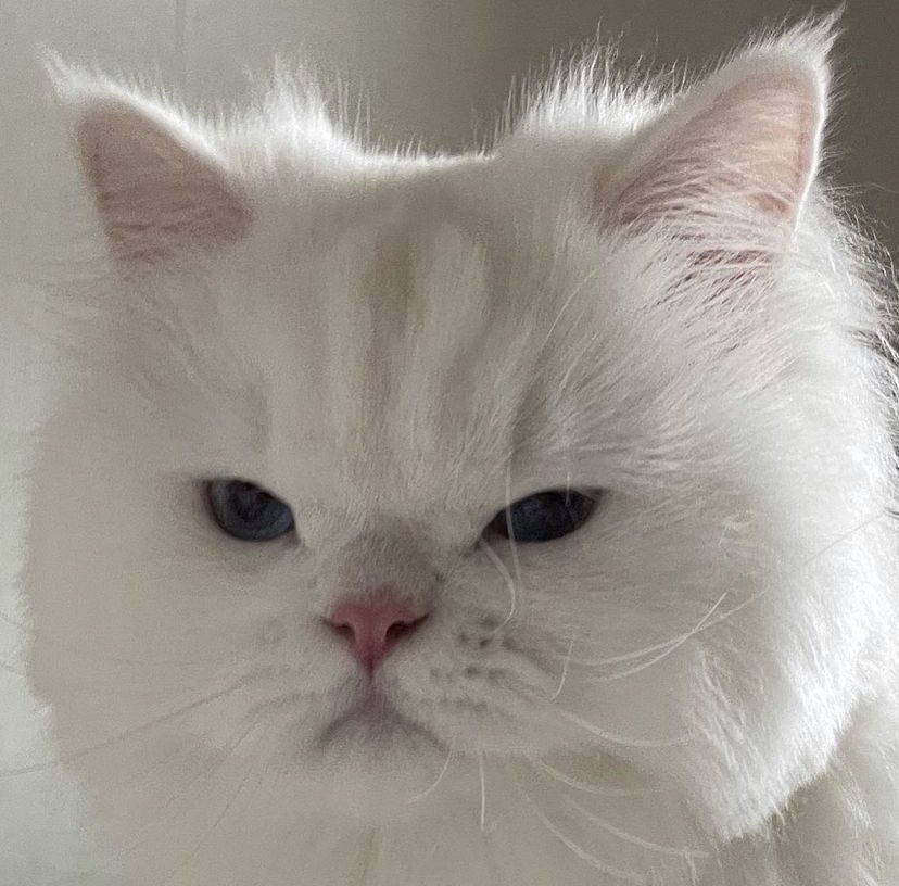 : ถ้าน่อเปนม๋าคลุกโคลน แจมแจมจะรักน่อม้าย
: ไม่รักตั้งแต่เปนม๋าแนะ แจมแจมไม่ช่บหมา