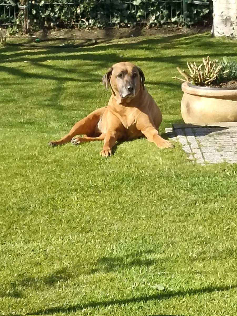 HennieScheper's tweet photo. @vereecke_frank Onze fleur voor 2 dagen geleden .Sterkte fleur 15 jaar geworden .het gemis is erg erg maar een goed leven is ook mooi kijk terug Frank maar het valt niet mee.Sterkte https://t.co/Mkdfumuc7x