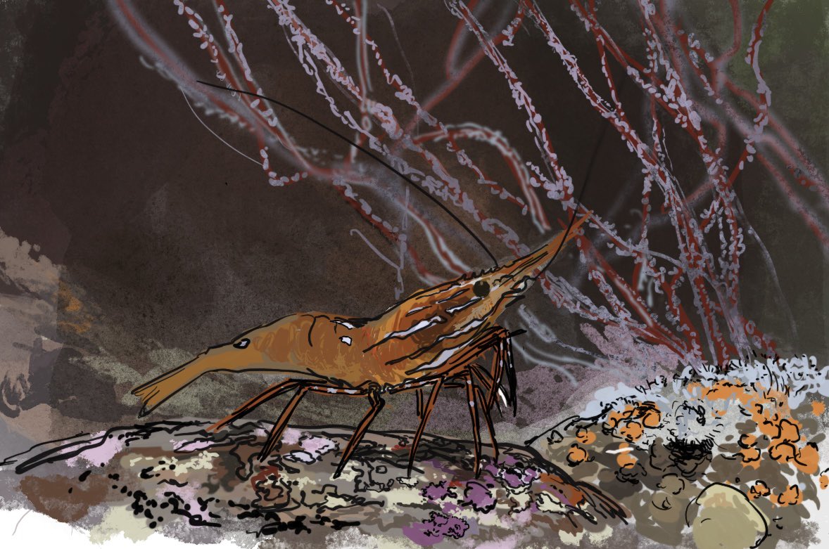 lyjii's tweet photo. google 2 hours of lofi shrimp to work study relax https://t.co/JoMCTVgf8l