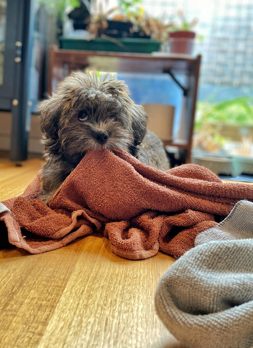 choux_choux's tweet photo. Our dog is really cute. https://t.co/HXJyulCIu0