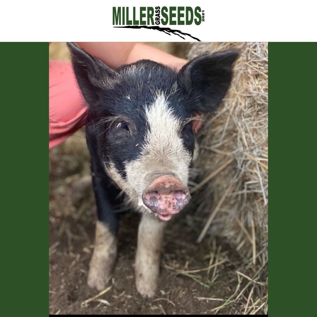 MillerSeeds's tweet photo. Why did the farmer feed his pigs sugar and vinegar?

He wanted sweet and sour pork.😂😂
...But maybe not from Lard... https://t.co/MTG5eZvwAn