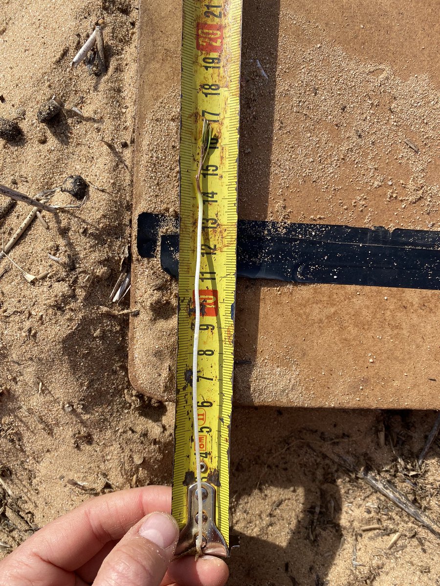 I wasn’t sure what to expect at our dry sown, non-wetting sand “robust ground-cover project” site this week, but found deep sown (12cm) <a href="/rebetzke_0/">Greg Rebetzke</a> long coleoptile wheat &amp; vetch emerging😍. Autumn break still hasn’t occurred, and anything shallow sown is ungerminated <a href="/MsfMallee/">Mallee Sustainable Farming</a>