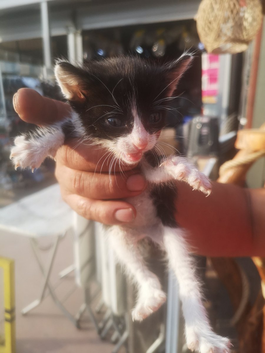 serberkel's tweet photo. @verparacreer_ Annesine araba çarpmış, bir işyerinde bakılıyor. İzmir Karşıyaka'da... Keşke birisi sahiplense... https://t.co/Vs6gs0B1eO
