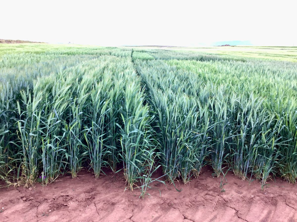 redfaragon's tweet photo. 10% de planta afectada por #Helminthosporium en los ensayos de nuevas variedades en la zona de #Visiedo #Teruel a 1200 metros de altitud, #triticales con ausencia de enfermedades. #cierzo y tiempo fresco para un buen llenado del grano. https://t.co/GdFueJLUXf
