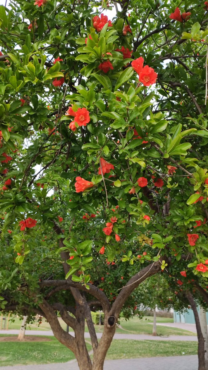 Púnica Granatum ( Magraner, Granado en castellà). Arbre o arbust caducifoli. Orígen asiàtic. Els àrabs són els  qui ho introdueixen aquí. Té simbolisme a moltes cultures, la magrana, pels jueus, és el símbol de la veritat. Parc Estacions. <a href="/ajuntpalma/">Ajuntament de Palma</a> @SHNB_BSHNB <a href="/PlantMedUIB/">PlantMed UIB</a>