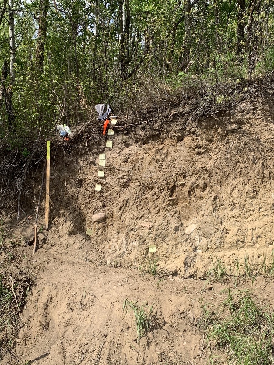 HiralOxidane's tweet photo. Glaciation has a massive impact on Canadian soil formation. Most of the ice was gone 10,000 years ago. Since then, glacial and other landforms have been modified by various agents such as water and wind. People call Candian soils "Juvenile" @UofAALES @CSSS_Soils #2022CSSSASSW https://t.co/soBTvezqWE