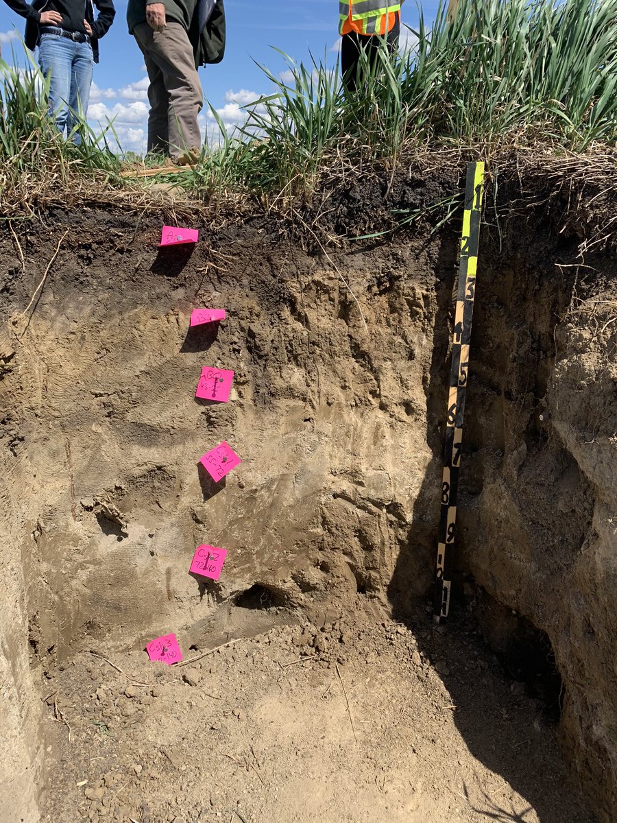 HiralOxidane's tweet photo. Glaciation has a massive impact on Canadian soil formation. Most of the ice was gone 10,000 years ago. Since then, glacial and other landforms have been modified by various agents such as water and wind. People call Candian soils "Juvenile" @UofAALES @CSSS_Soils #2022CSSSASSW https://t.co/soBTvezqWE