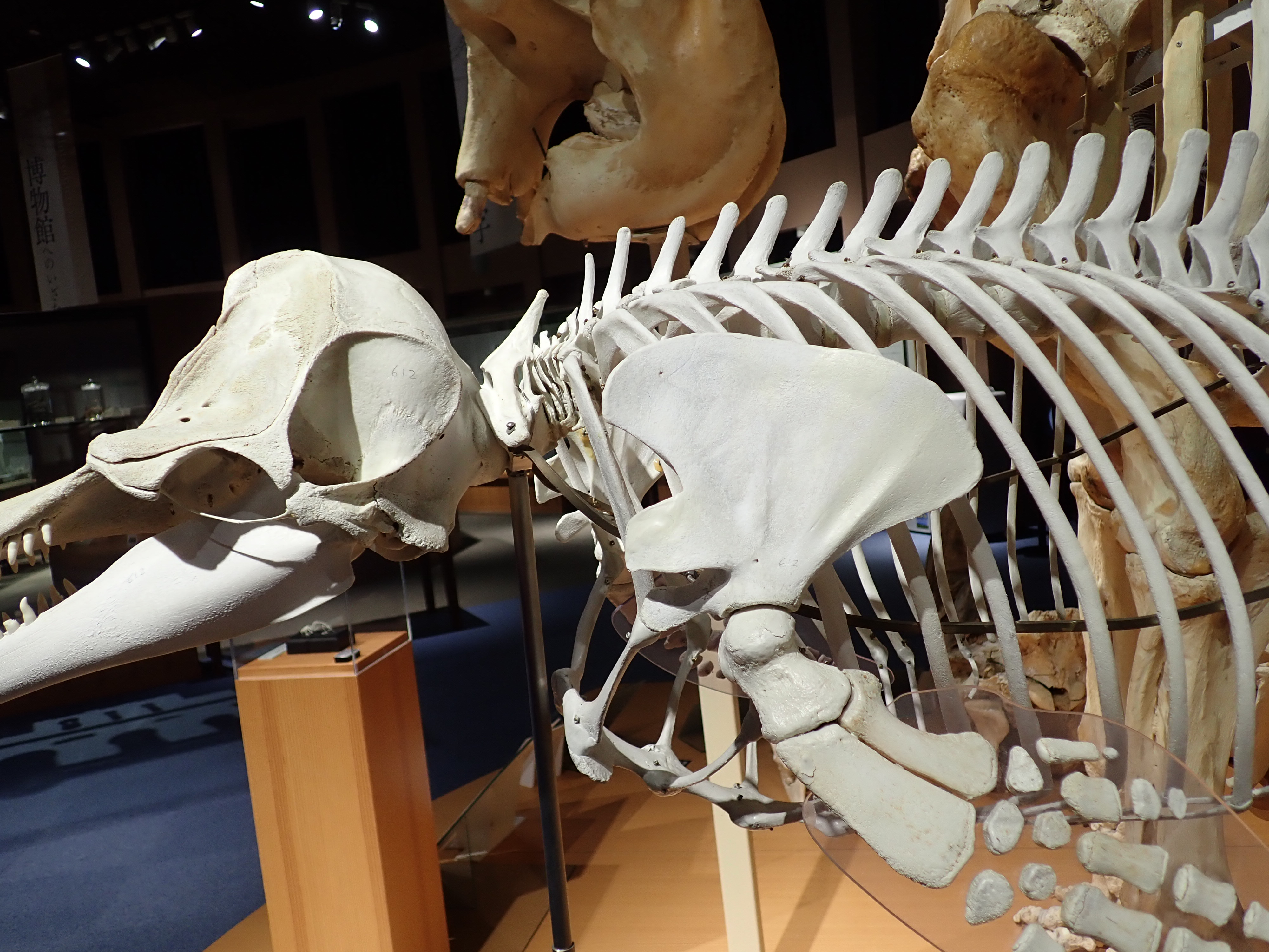 イルカの骨 標本 インテリア