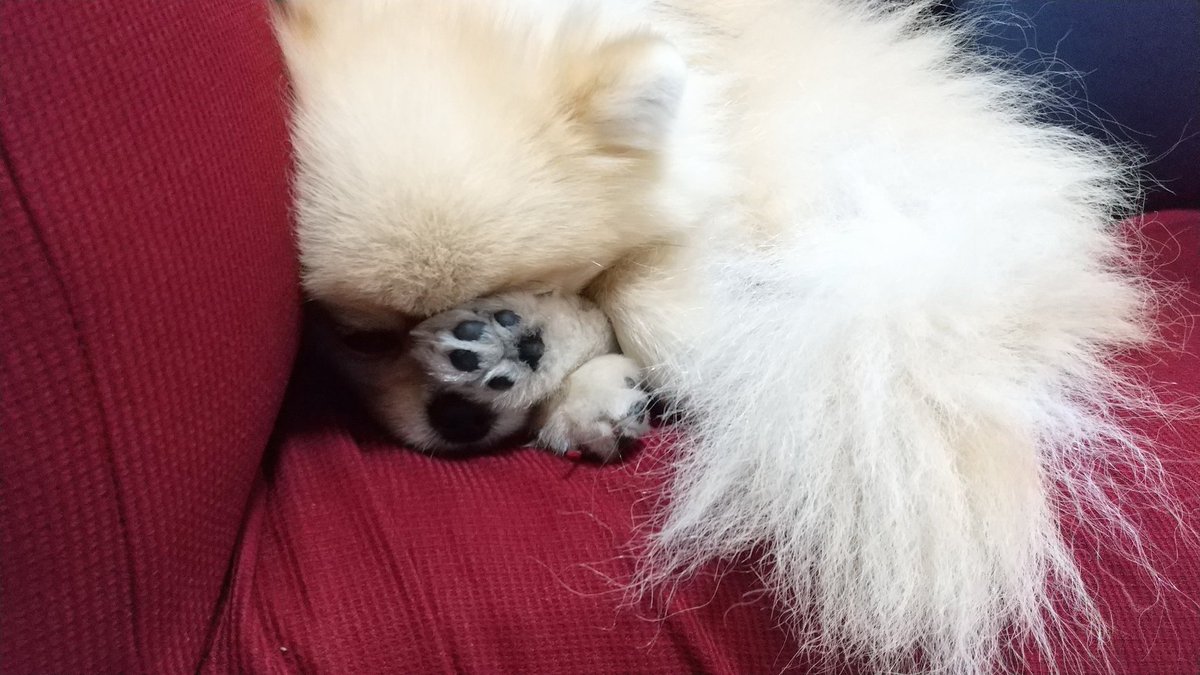 後ろ足で顔隠して寝てるー😳
器用だなぁ😊