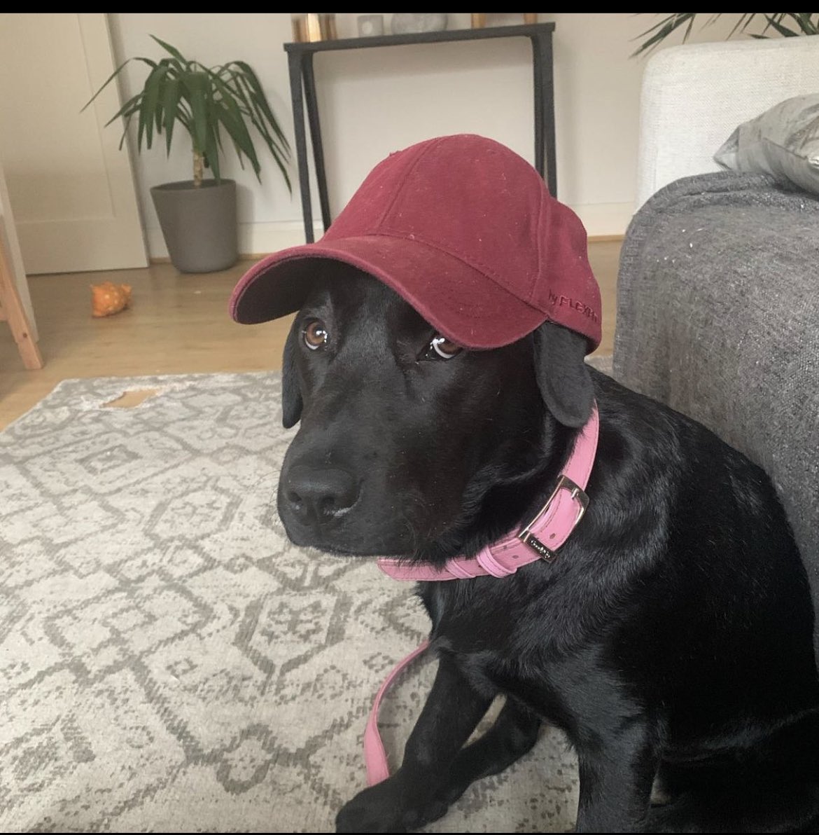 Philshep1's tweet photo. @RayKitGaming #dogsandhats #raykit https://t.co/CqP7OmLGwO