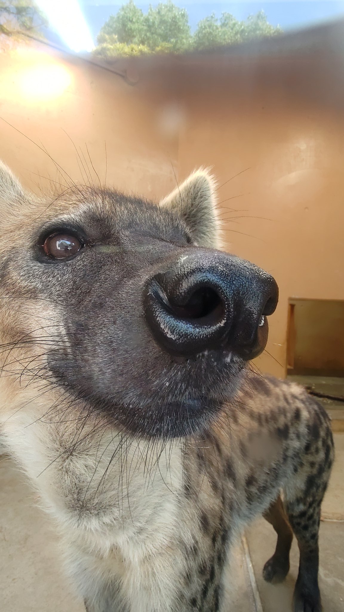 けだま はいかわいい のいち動物公園 ブチハイエナ ハイエナ地位向上委員会 T Co 23qn8vsldc Twitter