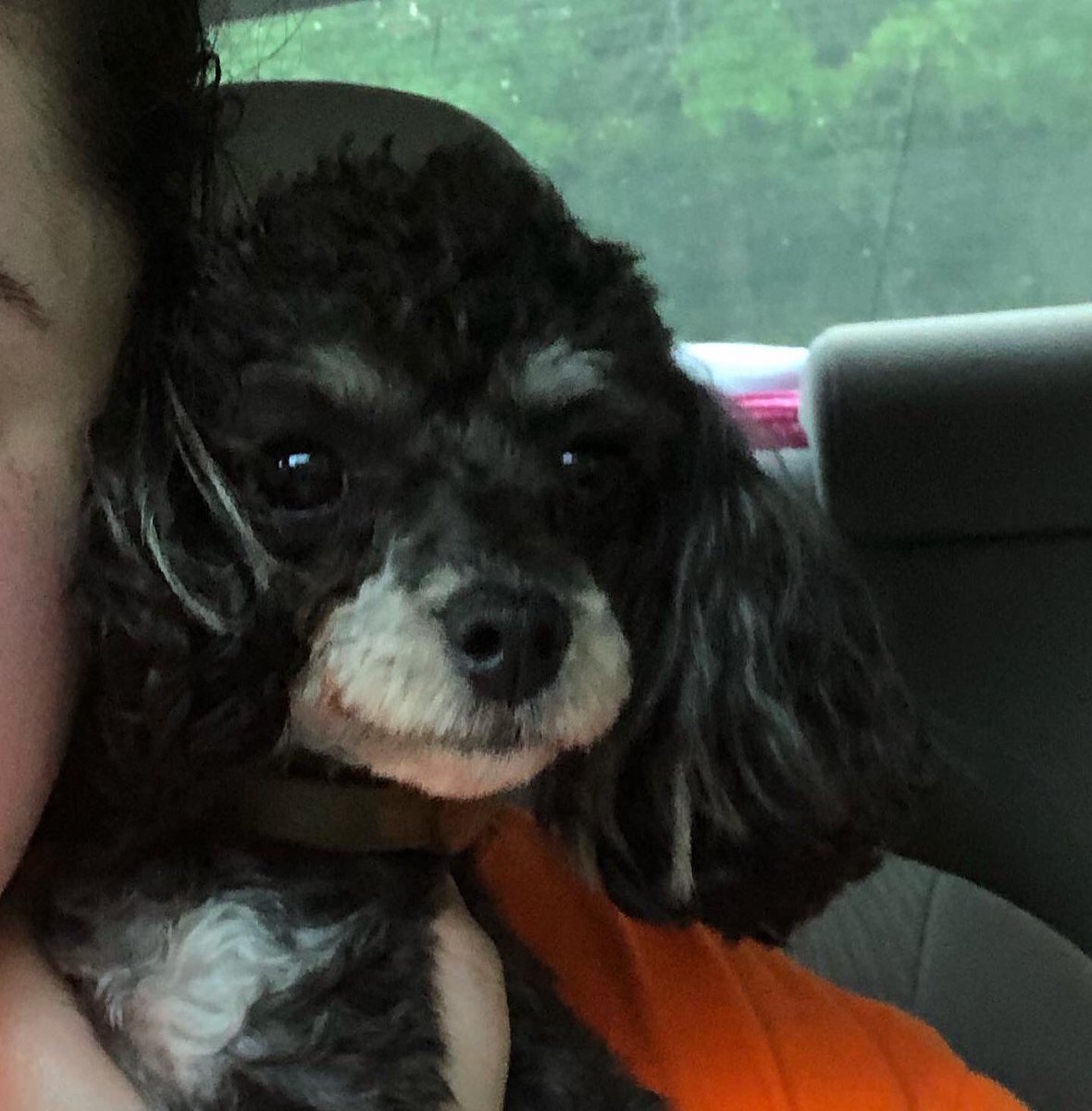 that_muagirl_'s tweet image. My newest addition!!

MEET BELLA!! Aka Fancy bella ree! (I didn’t name her but I love it )

 💗She’s 16 months old and 3.7 pounds!!! She’ll be about 4 when I put some weight on her. I absolutely adore her and I know Maggie who’s 16yrs will too! #poodle #phantompoodle