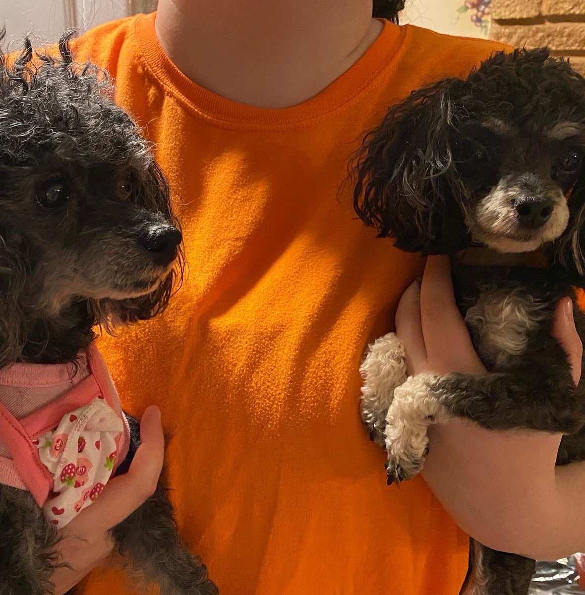 that_muagirl_'s tweet image. My newest addition!!

MEET BELLA!! Aka Fancy bella ree! (I didn’t name her but I love it )

 💗She’s 16 months old and 3.7 pounds!!! She’ll be about 4 when I put some weight on her. I absolutely adore her and I know Maggie who’s 16yrs will too! #poodle #phantompoodle