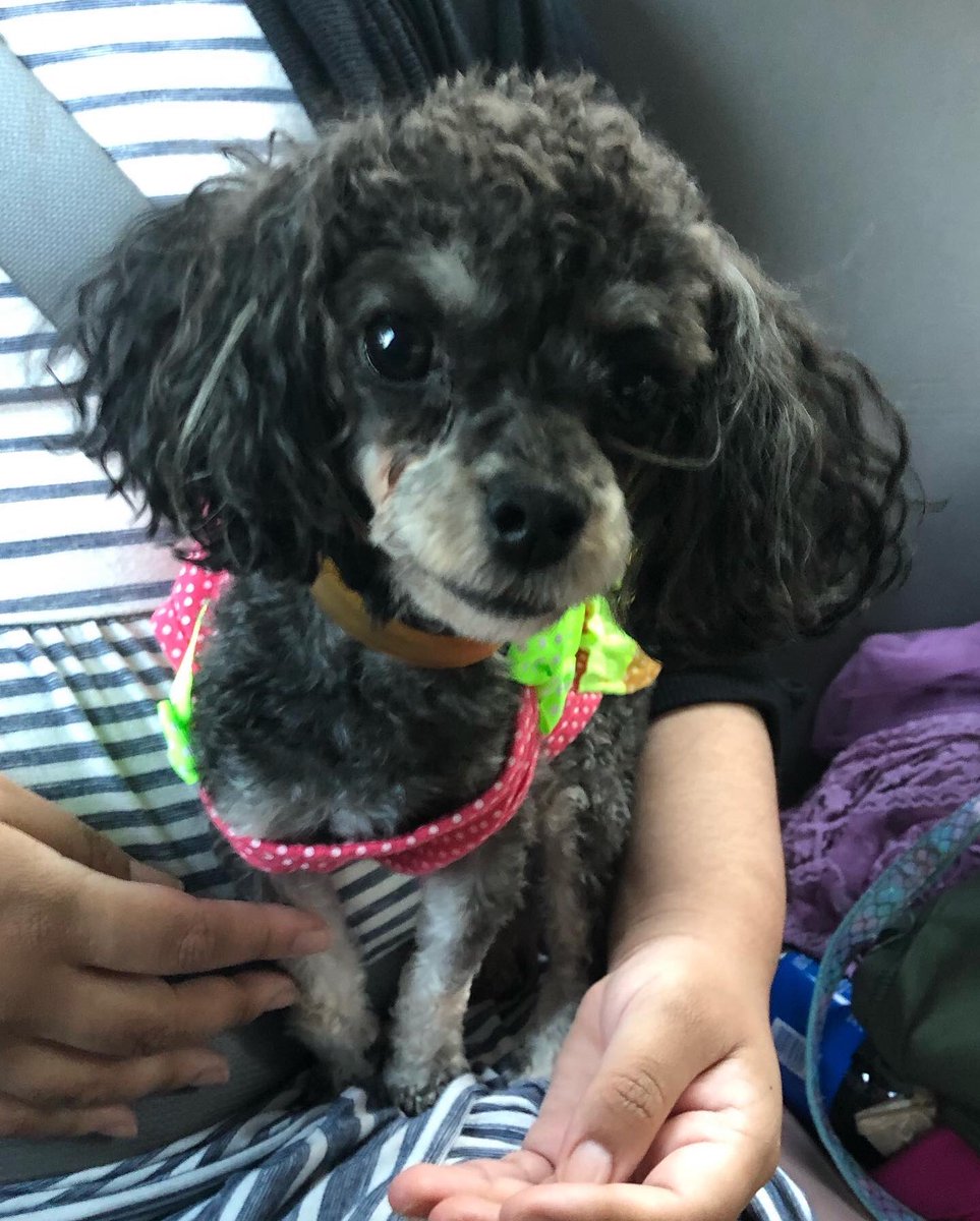 that_muagirl_'s tweet image. My newest addition!!

MEET BELLA!! Aka Fancy bella ree! (I didn’t name her but I love it )

 💗She’s 16 months old and 3.7 pounds!!! She’ll be about 4 when I put some weight on her. I absolutely adore her and I know Maggie who’s 16yrs will too! #poodle #phantompoodle
