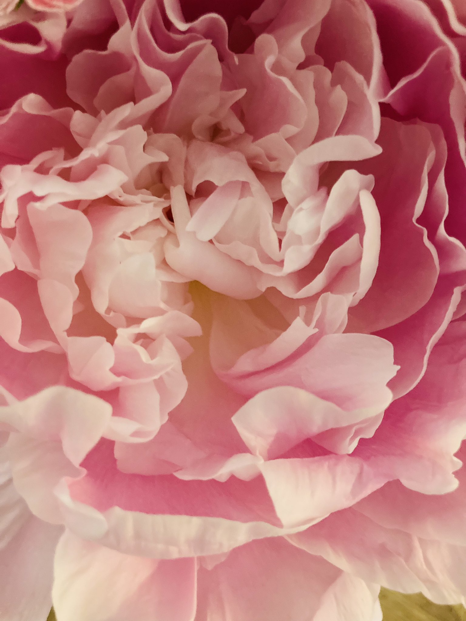 Kumi Ito ミカに頂いた綺麗なお花もそろそろもたなくなってきたので 旬の芍薬のブーケを買ってきた ミカにお供えするのはもちろん 愛しい子がいなくなって それでも何か世話したくてお花を飾るような気がする そういえば歴代愛犬を看取る度にお花を