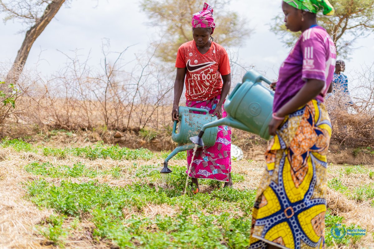WFP_Cameroon's tweet photo. #Cameroon🇨🇲
#community gardens are key and strategic in not just enhancing #nutrition outcomes for vulnerable communities but also in building #SocialCohesion
These women in #Mokola, FN region live, work together & depend on each other thanks to #WFP supported #CommunityFarms https://t.co/zDtkYDiLRN