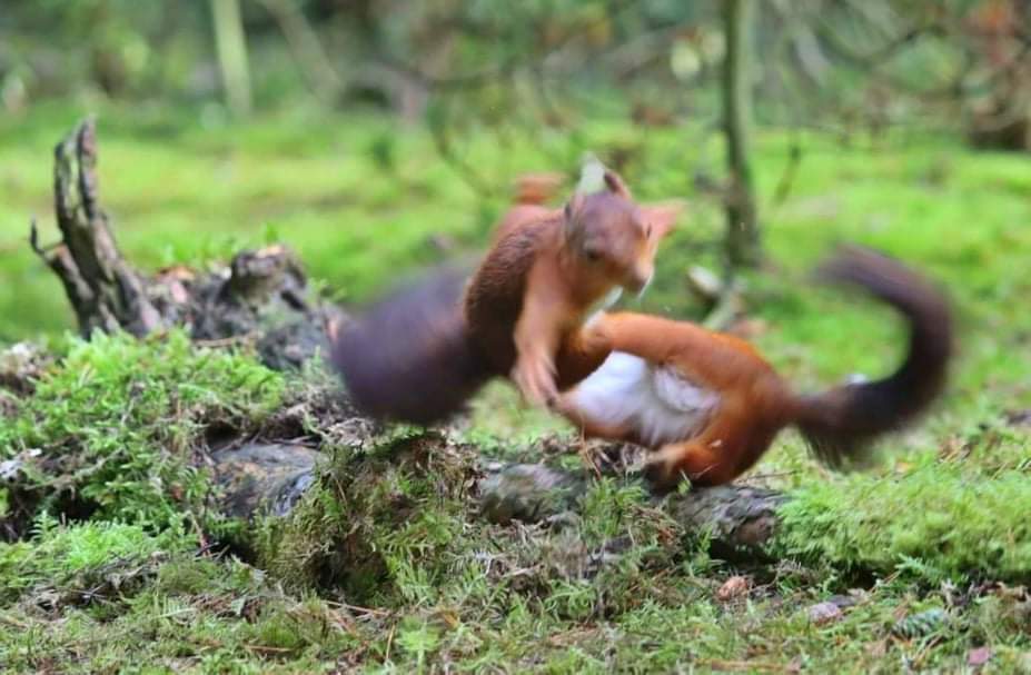bedlington_reds's tweet photo. Rough N Tumble ❤️🐿❤️
#saveouredsquirrels https://t.co/o8KdNL1MRA