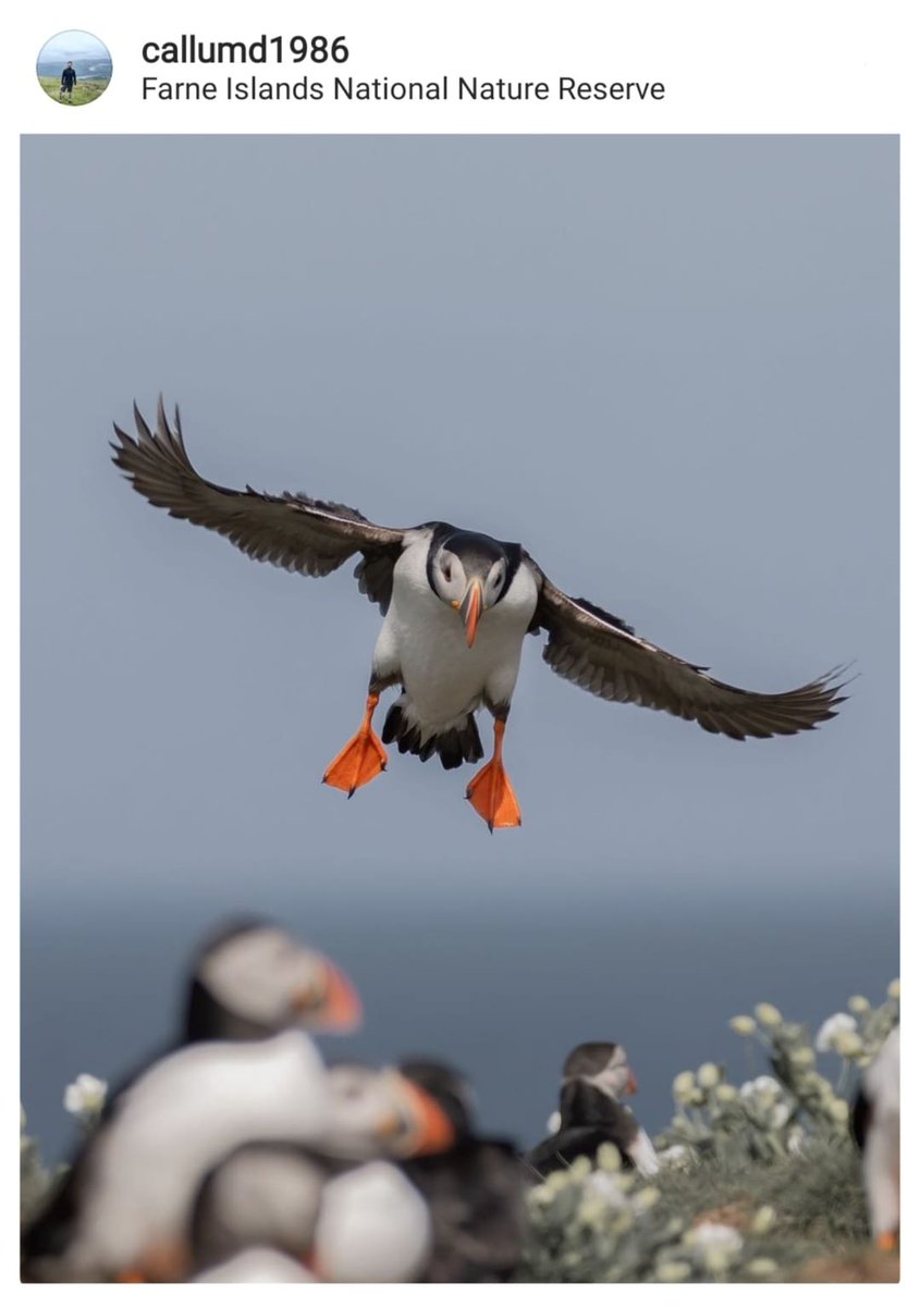 NorthEastTweets's tweet photo. "Incoming!" #weekend
#puffin #farneislands 
📸- callumd1986 https://t.co/LpqzxY08Rp