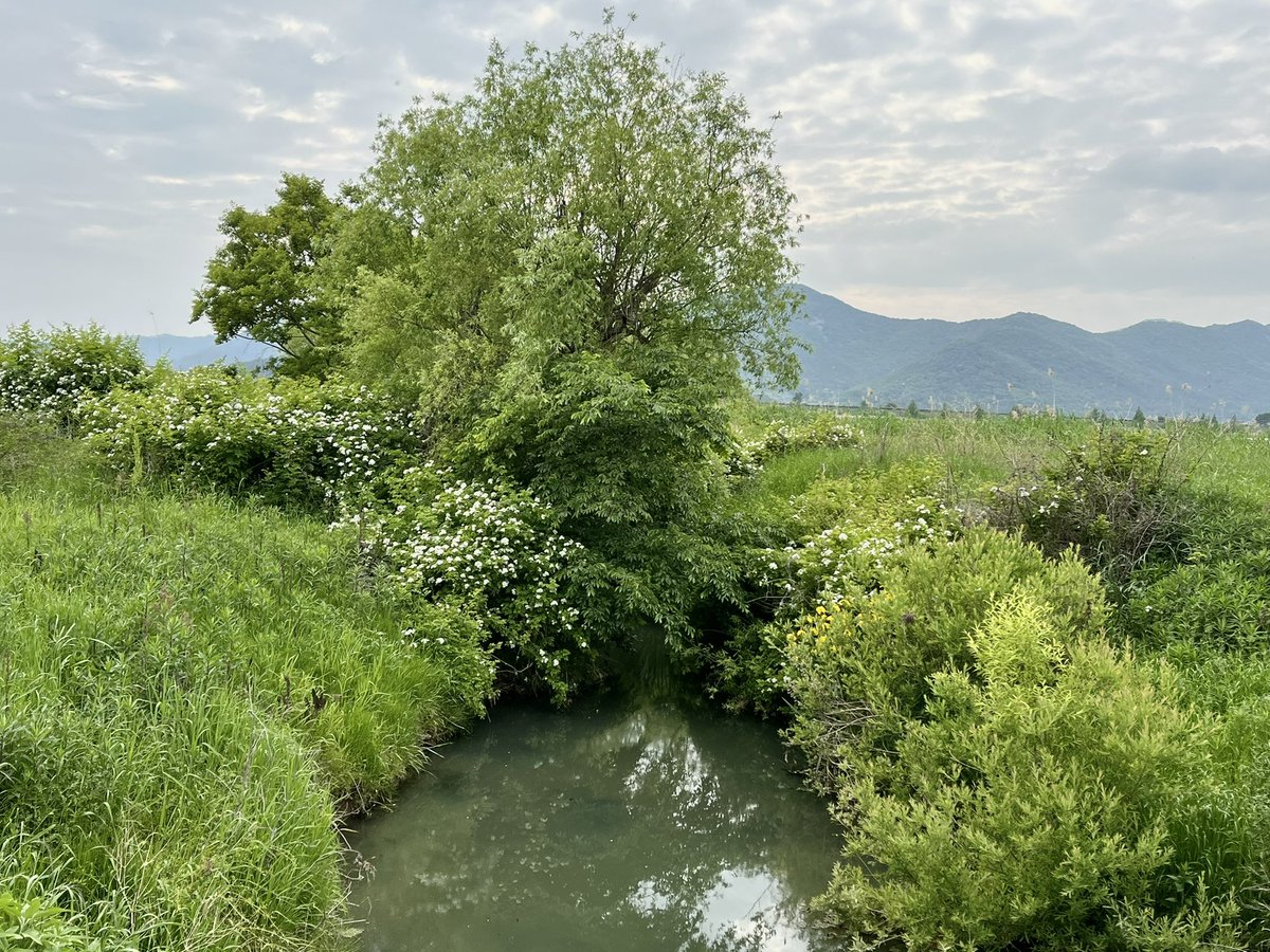 봄에서 여름으로 넘어가는 시점에만 나오는 색채가 있다