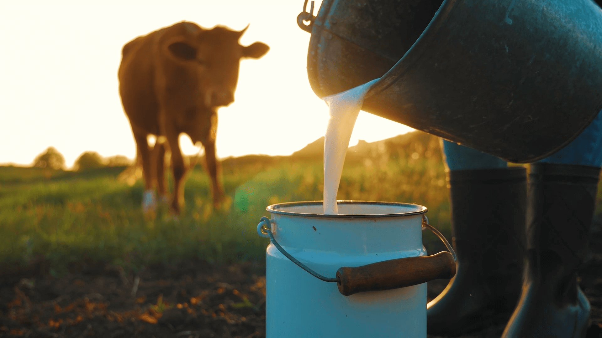 CNN Philippines on Twitter "Alaska Milk intends to secure a robust