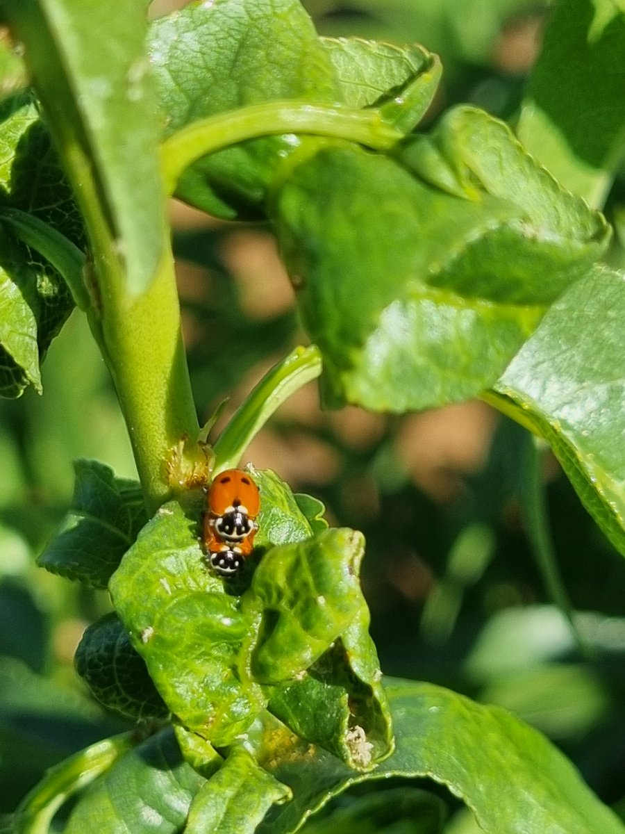 AAlcaldeUPA's tweet photo. También toca controlar nuestras plagas #pulgon en variedad #Penta y #manchaocre en variedad #Guara. Menos mal que tengo ayuda 🐞🐞#almendraecológica @mariajodem @synergynuts @elcampoCMM @UPACLM https://t.co/cSnQIKC2za