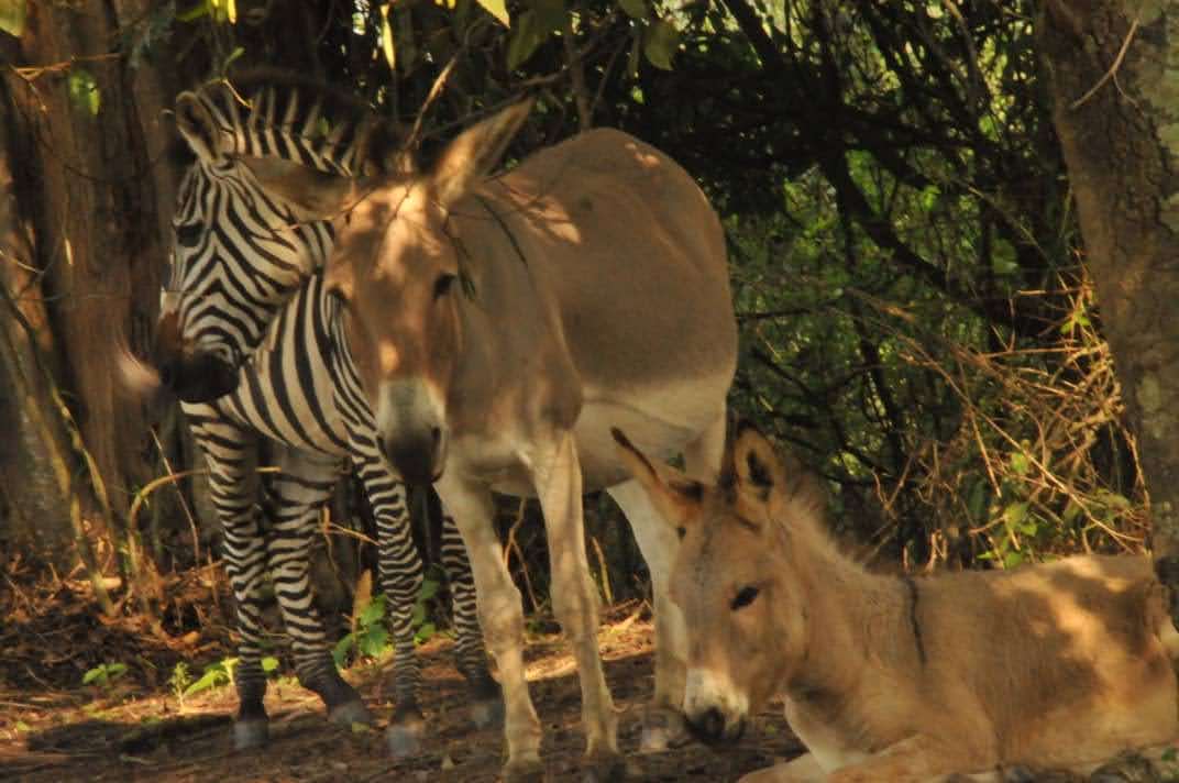 PloverTours's tweet photo. It's wonderful how these Zebras manage to live on the same island as the Donkeys! Haha ok this is the animal island on Lake Bunyonyi.
Activities include zip lining,launch cruise. Want to join #inbox info@plovertoursandtravel.com
#plovertoursandtravel
#tourism
#adventureUg https://t.co/Ze0Ysj42Gm