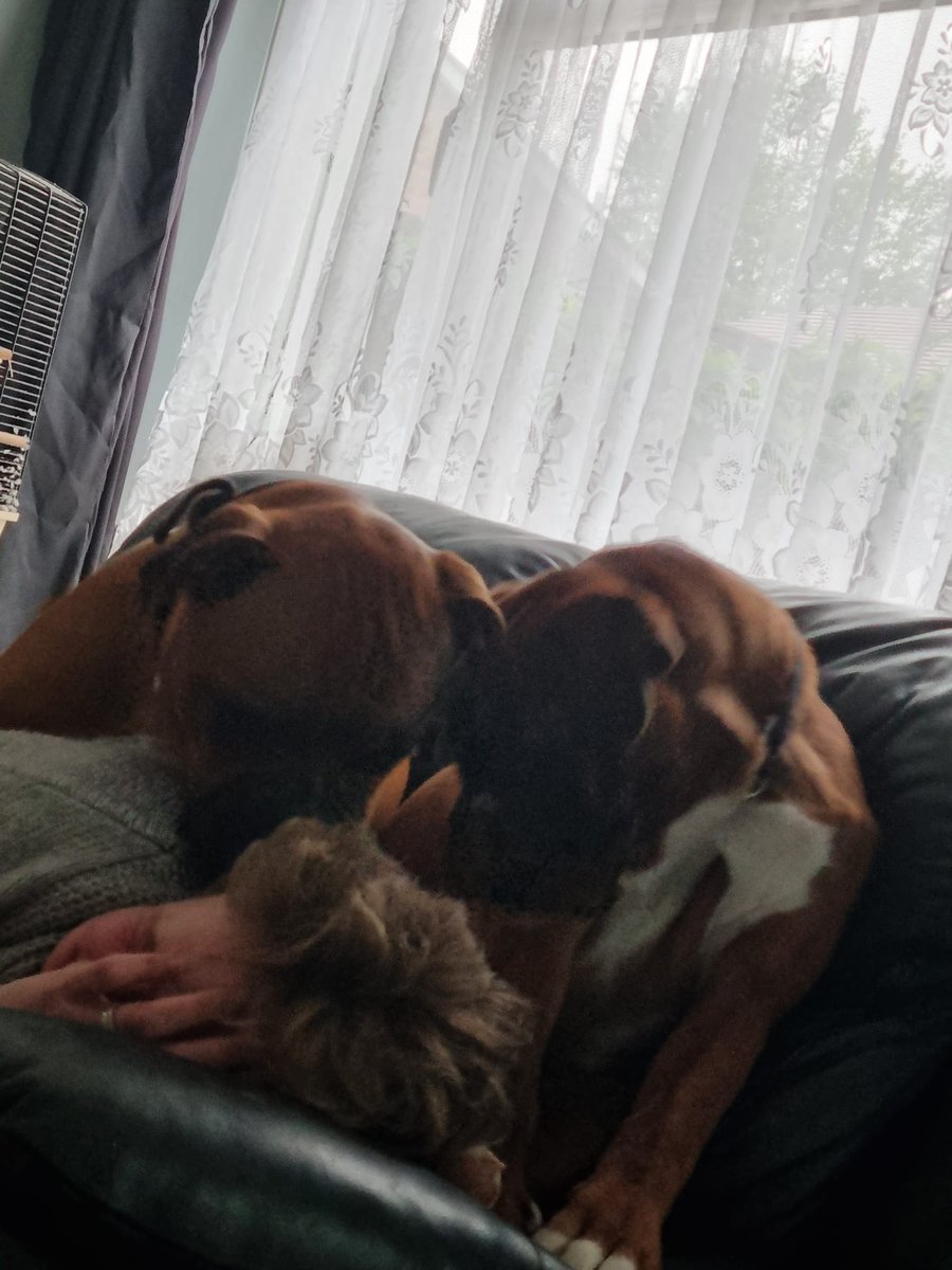 VickyPi58840741's tweet image. Wake up mum 😍
#Boxers #boxerlife #mybabies
