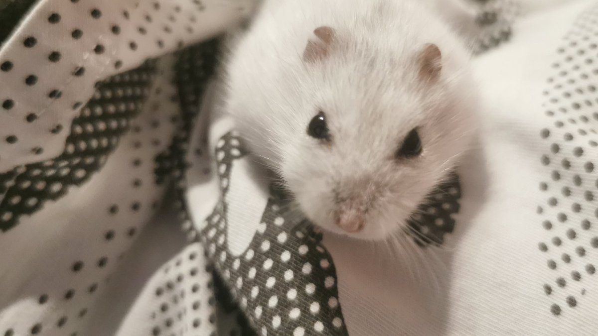 bxxaok's tweet photo. Hamster https://t.co/M9HpJqzJ0l