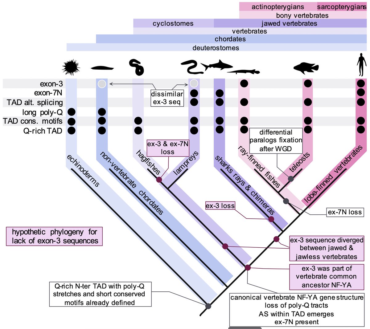 AndreaB_io's tweet image. Gene duplication in #teleost #fishes 🐟, ambiguous #exons in #lampreys, accessory peptides in the TAD and many more observations are in the paper. I hope this might contribute as an evolutionary framework to test new hypotheses on TADs function. (7/8)