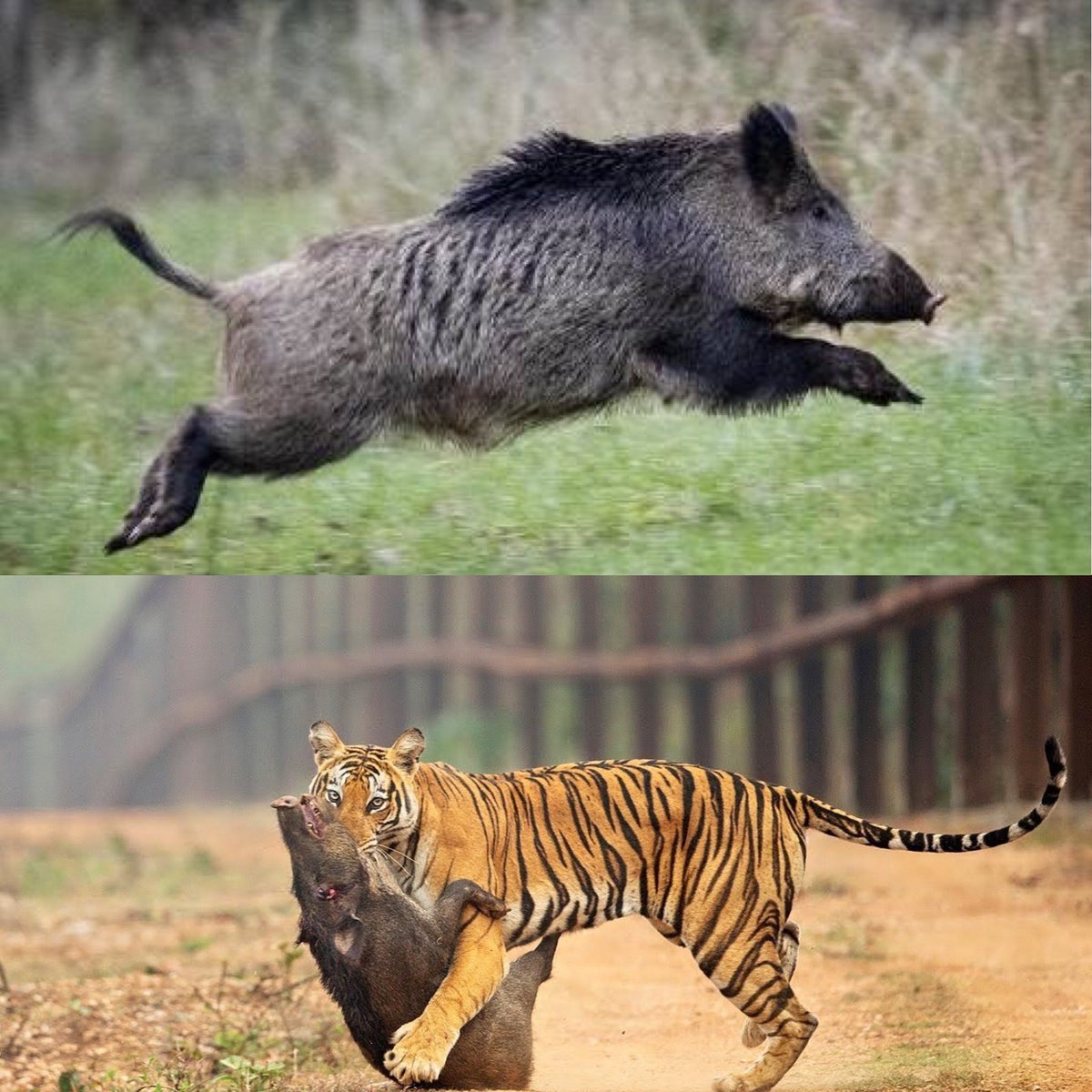 NSMlive's tweet photo. Unpopular opinion: Tigers are at the apex of food pyramid in jungle, with wild boars forming a layer below. When they go sparse, tigers will intrude into human settlements. Unscientific delegation of powers to cull boars to local bodies could do more harm than good to farmers. ⚠️ https://t.co/1skcQCQRQ3
