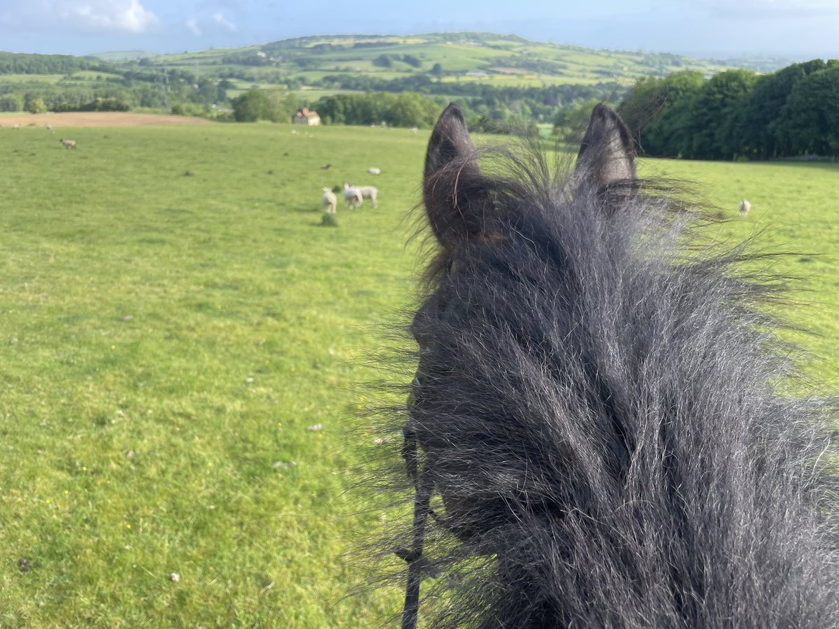 LeglockLuke's tweet photo. Warming up for @stratfordraces later #needsahaircut #jonjo https://t.co/hEaXDnbDHW