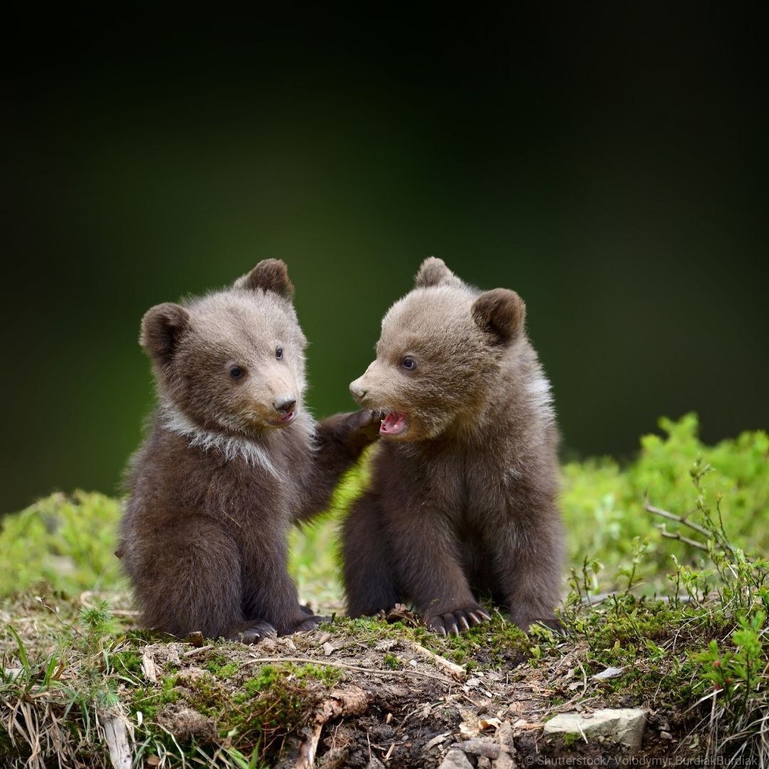 UNESCO en español 🏛️#Educación #Ciencia #Cultura tweet media