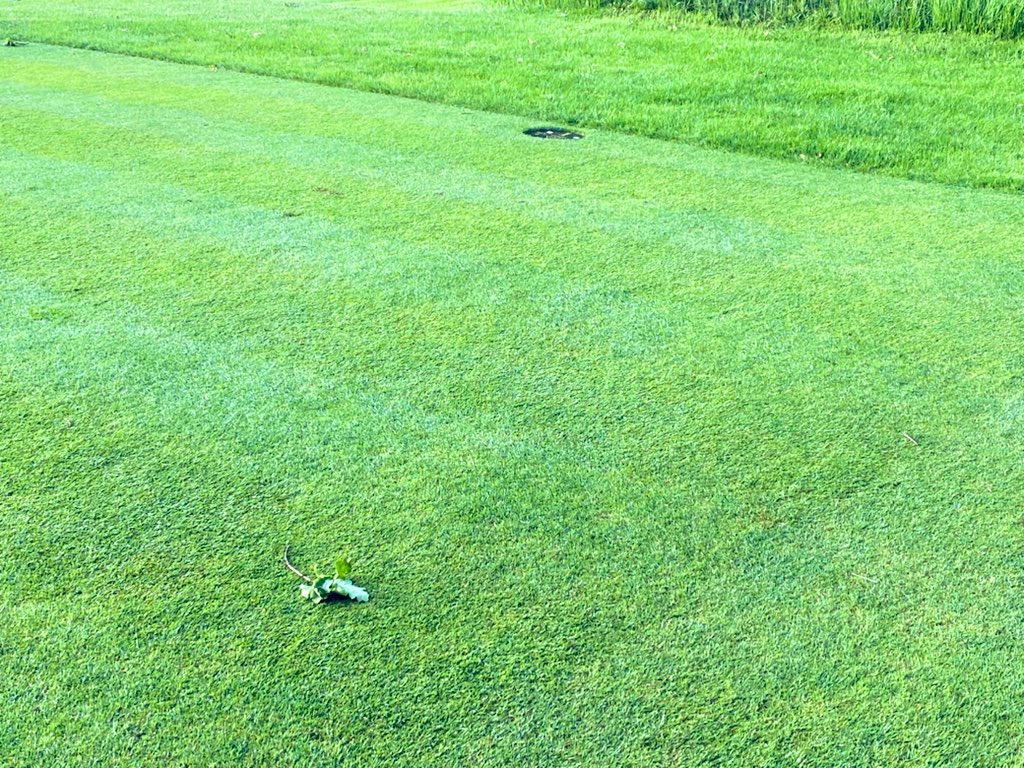 Olton Golf Club (@oltongolfclub) on Twitter photo Lots of overseeding carried out last few weeks <a href="/OltonGolfClub/">Olton Golf Club</a> <a href="/VredoDodewaard/">Vredo Dodewaard B.V.</a> compact proving its worth πͺπ»β³οΈ Lots of overseeding carried out last few weeks <a href="/OltonGolfClub/">Olton Golf Club</a> <a href="/VredoDodewaard/">Vredo Dodewaard B.V.</a> compact proving its worth πͺπ»β³οΈ