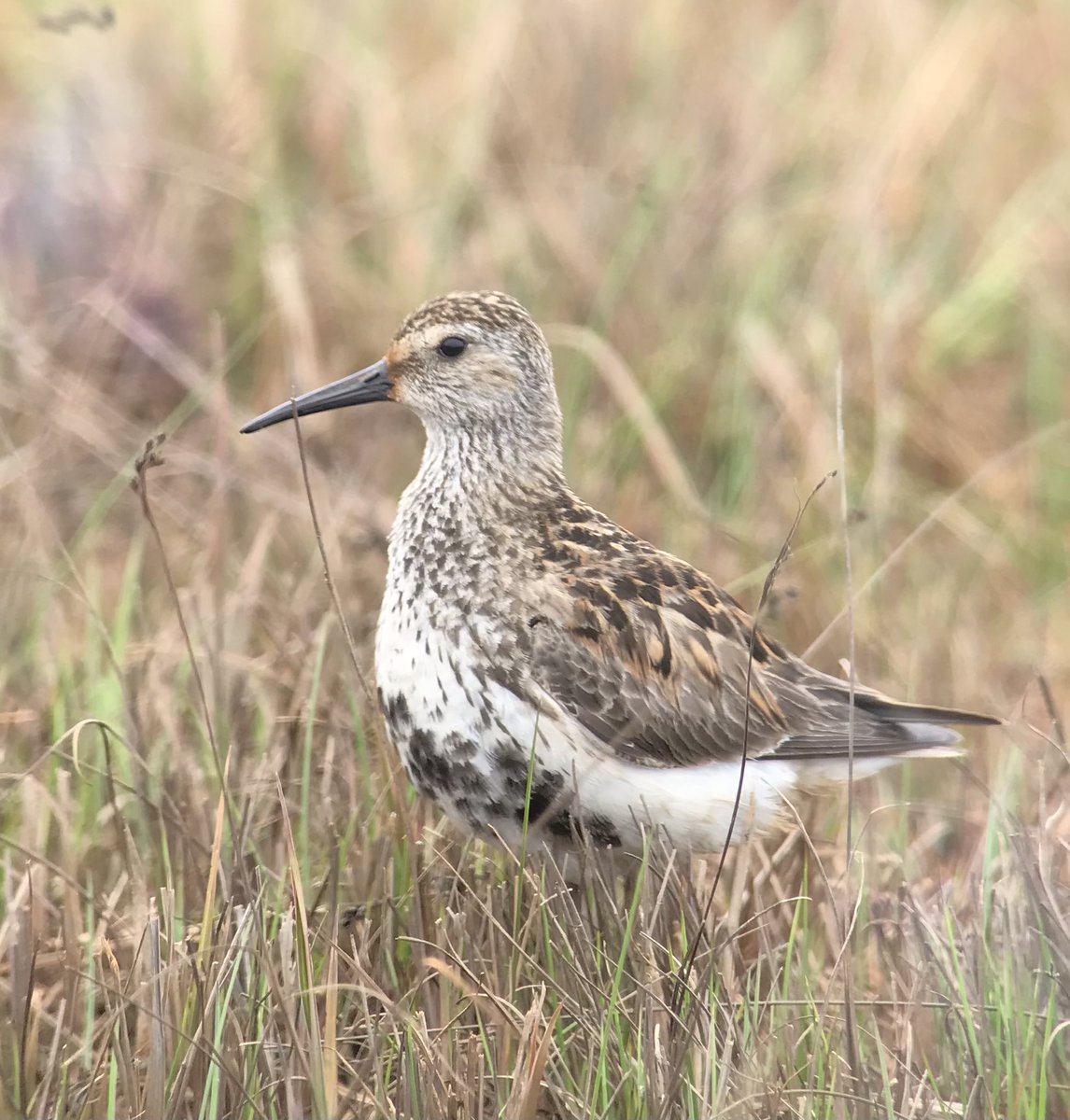 vmpakanen's tweet photo. Southern #dunlins are so pretty and blend perfectly to the spring colours at coastal meadows. Here is a pair (male on the left) breeding in one of our study sites in #Finland #dunlinproject @KoivulaKari #ornithology https://t.co/QVXVd9qjhb