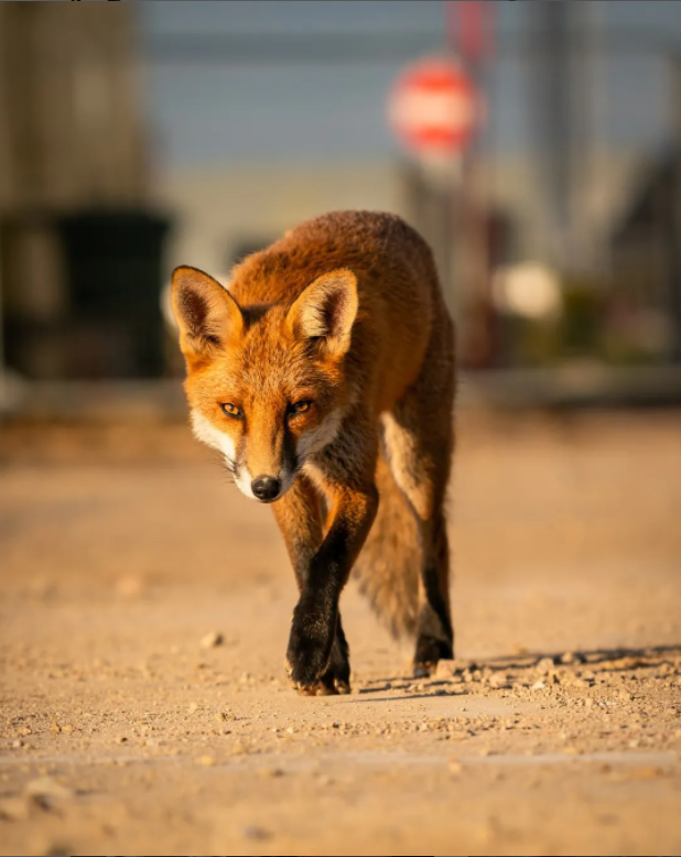 Black socks ! #FoxOfTheDay by @speyside_snaps on Instagram