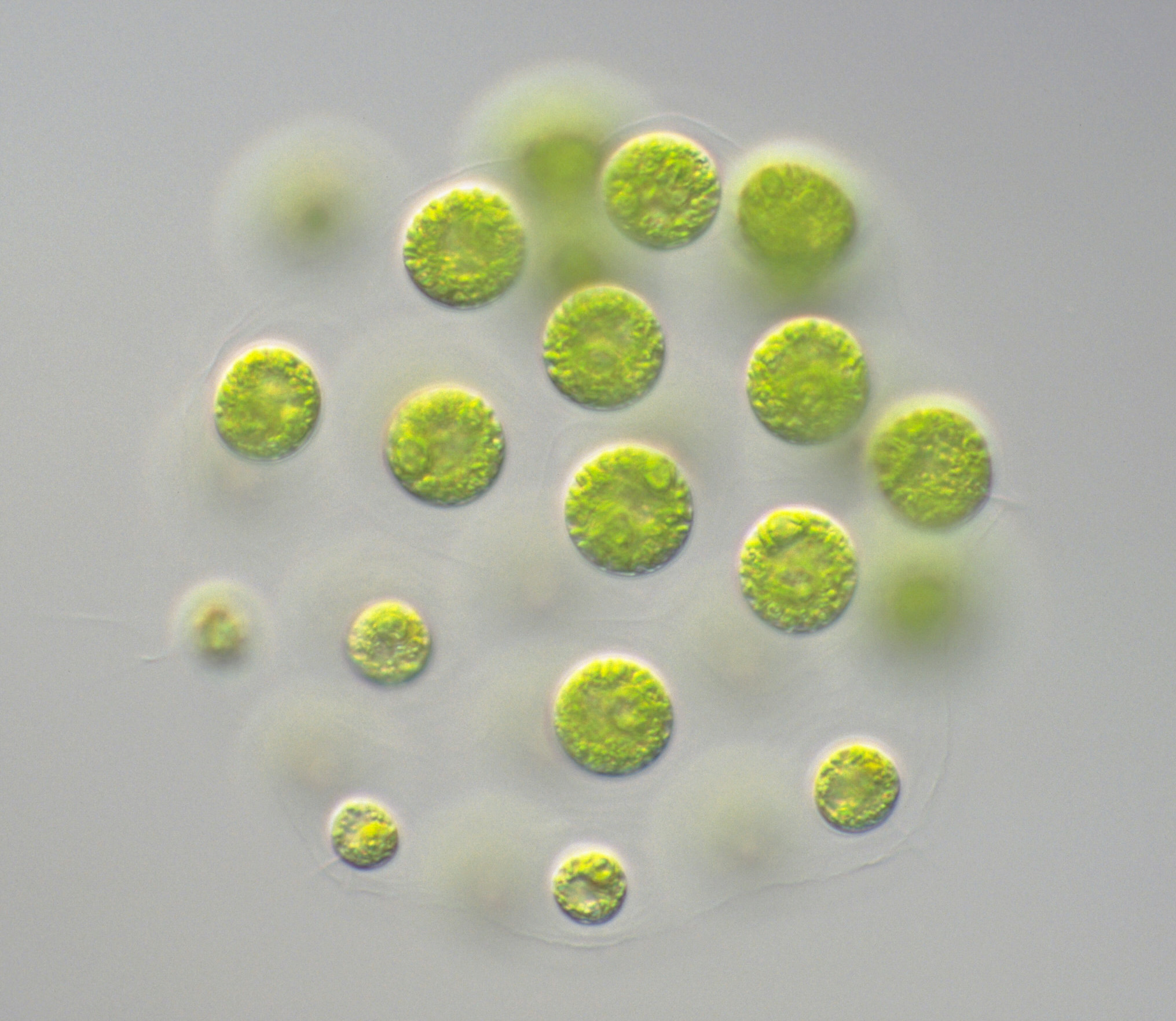 国立環境研究所 微生物系統保存施設 藻類の写真で癒されよう プレオドリナは ボルボックスの仲間で ボルボックスよりも細胞の数が少ない群体を作ります また 群体の前後で細胞の大きさが異なるのも特徴です 池や田んぼなどに私たちの近く