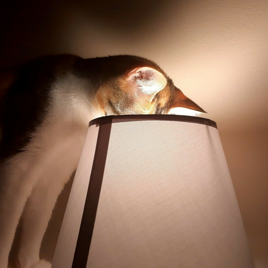 kitcatpuzzle's tweet photo. πΌππ‘
#catantics #ilovelamp #catlife #lightupmylife #catsofinstagram https://t.co/YXRLfroH14 https://t.co/8bo7Glgf5l