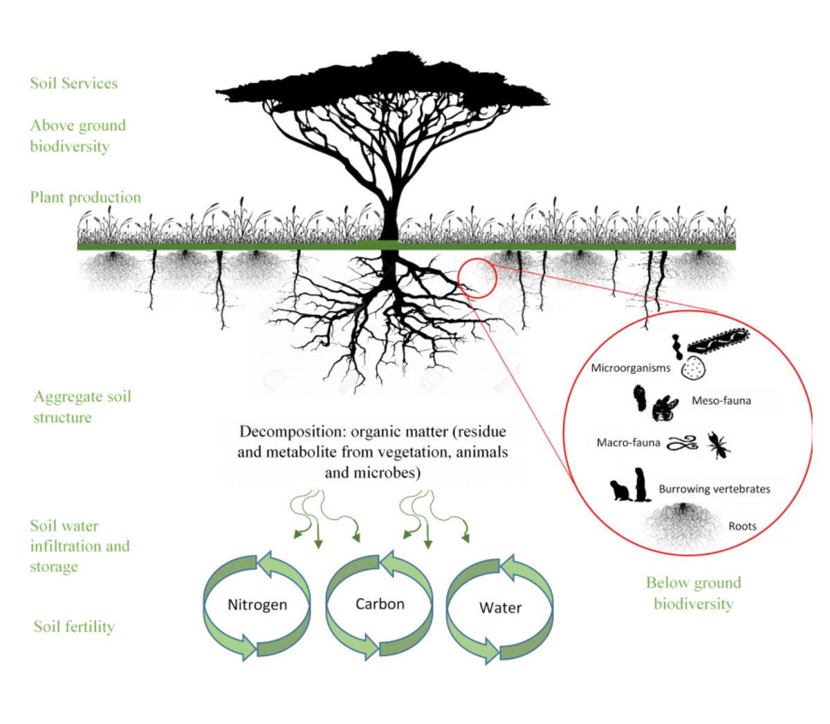 The health of soils is dependent on the mix of living organisms they contain, incl. bacteria, fungi, protozoa, insects, worms, other invertebrates &amp; vertebrates. How can we conserve this #soil #biodiversity?

Explore <a href="/IUCN/">IUCN</a>'s brief on conserving soils👉
iucn.org/resources/issu…