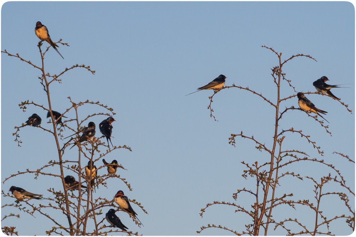 Omer🪶📷 tweet media