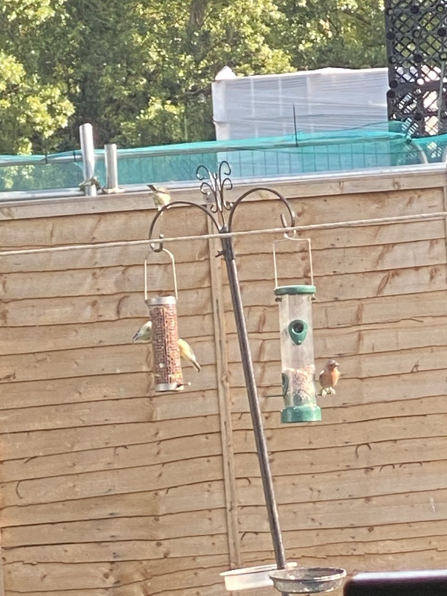 Some of the wildlife in my garden #wildlife #Springwatch