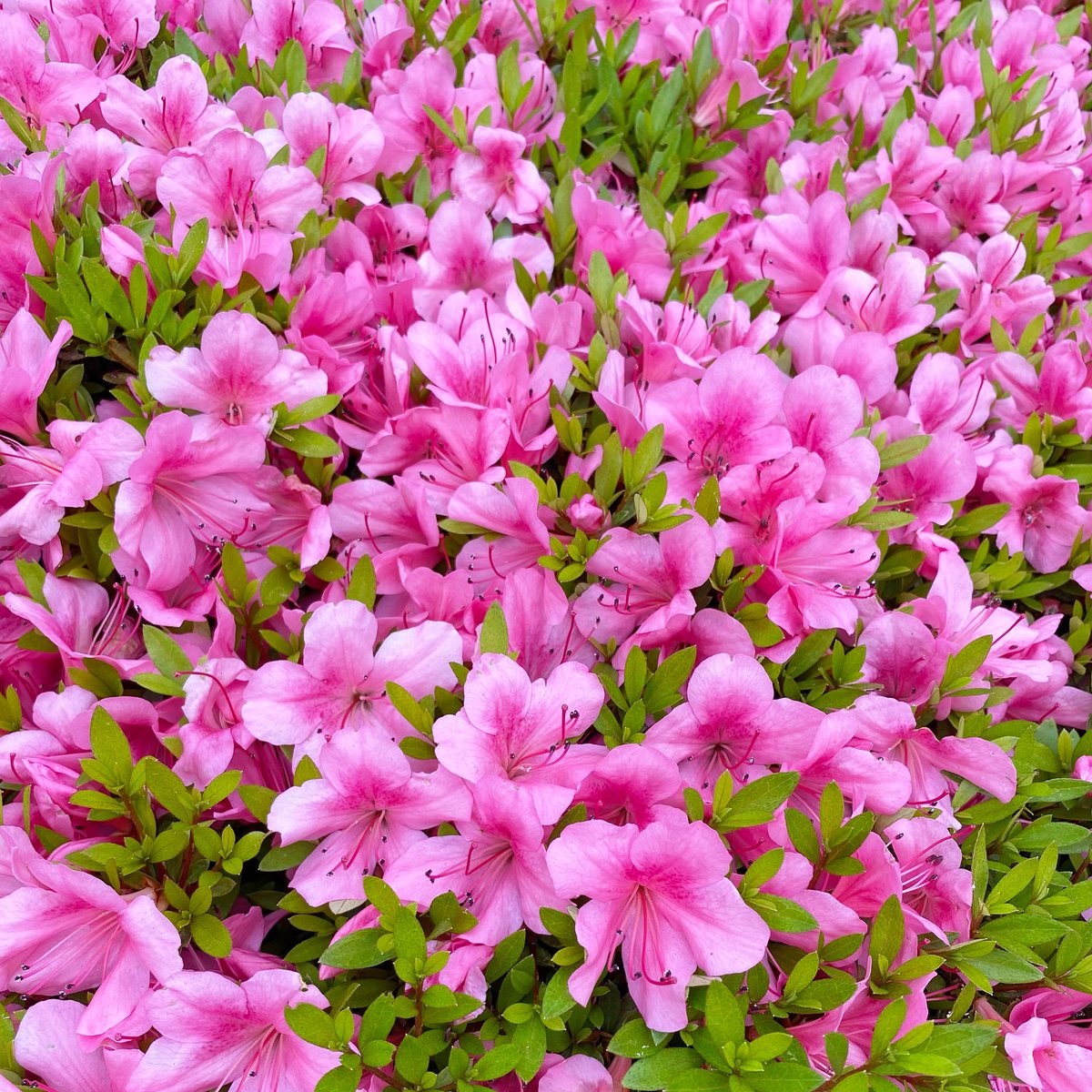 2_chats's tweet photo. さつきのお花がめっちゃおしくらまんじゅう
#satsukiazalea #さつき #flowers https://t.co/OiMjoZ17O6