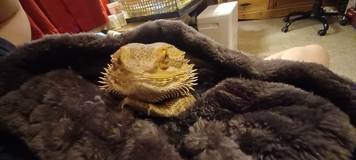 MarsNyxFire's tweet image. Look at how precious he is!   🥺🦎🐉