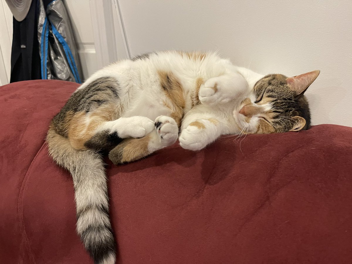 OatmealYour's tweet photo. Your daily oatmeal is curly! #CalicoCrew #CatsOfTwitter https://t.co/juNNcs9ZGc