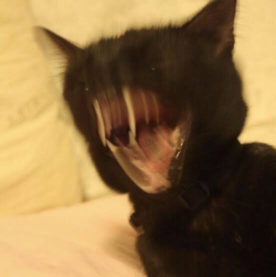 mischiefanimals's tweet photo. I'M MEOWRBIIIIIIIIIN https://t.co/YvcxFOEmEZ