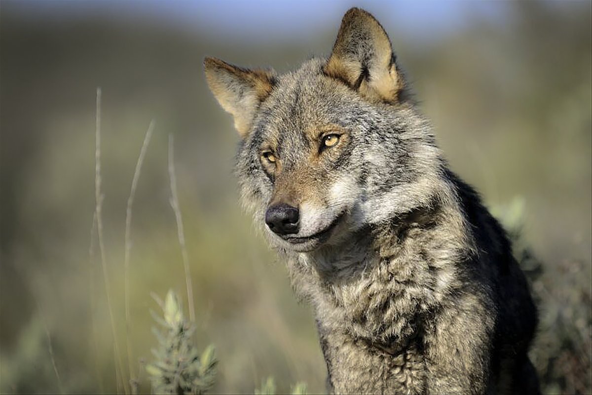 CURIOSIDADES SOBRE EL LOBO

Cuando una manada de lobos despliegan un ataque sobre una presa, estos no aúllan ni ladran, pero sí gruñen y llegan a castañetear los dientes. 

#vino #wine #spain #winelovers #españa #food #bodega #redwine #foodie #enoturismo