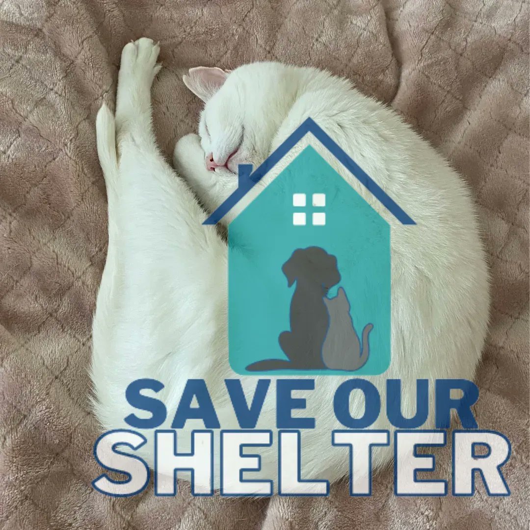 "It's vital that the RSPCA WHS remains open and continues the important work of looking after animals in need and finding loving homes for them" - Dixie's forever family. Please help. £2 a month could help us keep our gates open buff.ly/3LKyMbU