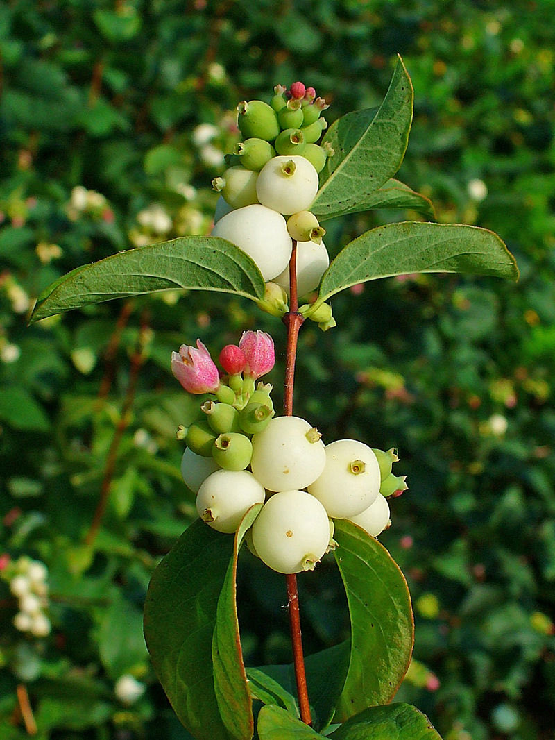 NSRVCS (@nsrvcs1) on Twitter photo Common Snowberry a natural antiperspirant <a href="/CT6FN_/">Confederacy of Treaty Six First Nations</a> <a href="/UABotanicGarden/">UofA Botanic Garden</a> <a href="/EdAreaLandTrust/">EALT</a> <a href="/EFCL/">Edmonton Federation of Community Leagues</a> <a href="/RiverValleyPark/">RiverValleyAlliance</a> <a href="/PlantsAlberta/">Alberta Native Plant Council</a> <a href="/NatureAlberta/">Nature Alberta</a> <a href="/landstewardship/">Land Stewardship Centre</a> <a href="/shrubscriber/">Shrubscriber</a> <a href="/YEGRiverValley/">YEG River Valley</a> Common Snowberry a natural antiperspirant <a href="/CT6FN_/">Confederacy of Treaty Six First Nations</a> <a href="/UABotanicGarden/">UofA Botanic Garden</a> <a href="/EdAreaLandTrust/">EALT</a> <a href="/EFCL/">Edmonton Federation of Community Leagues</a> <a href="/RiverValleyPark/">RiverValleyAlliance</a> <a href="/PlantsAlberta/">Alberta Native Plant Council</a> <a href="/NatureAlberta/">Nature Alberta</a> <a href="/landstewardship/">Land Stewardship Centre</a> <a href="/shrubscriber/">Shrubscriber</a> <a href="/YEGRiverValley/">YEG River Valley</a>